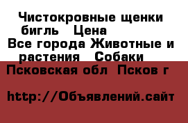 Чистокровные щенки бигль › Цена ­ 15 000 - Все города Животные и растения » Собаки   . Псковская обл.,Псков г.